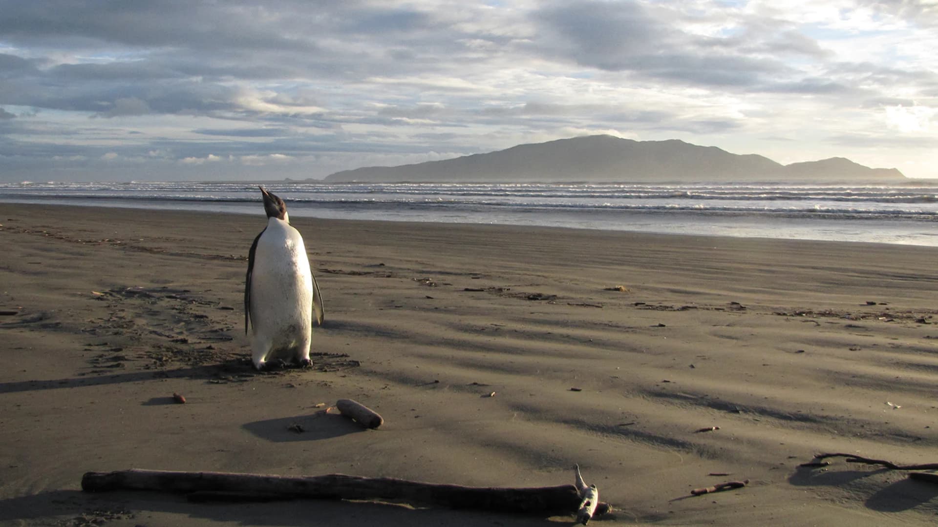 น้ำแข็งขั้วโลกละลายก่อนเวลา ลูกเพนกวินจักรพรรดิจมน้ำตายนับพัน