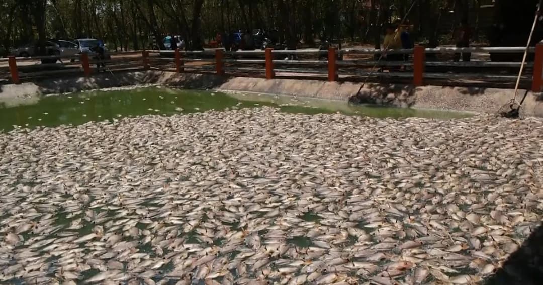 ร้อนจัด-อาหารเน่าในน้ำ ทำปลาลอยอืดตายนับแสน