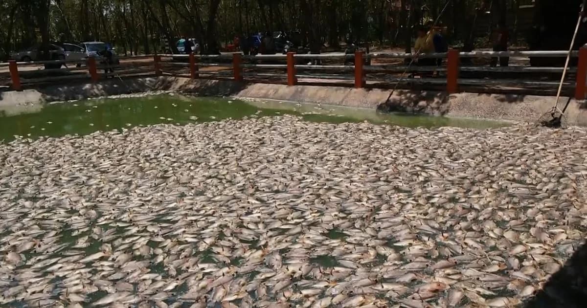 ร้อนจัด-อาหารเน่าในน้ำ ทำปลาลอยอืดตายนับแสน