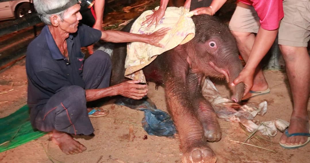 น่าเอ็นดู พังโบม่า เบ่งท้องตกลูกเชือกแรกรับของปี 62