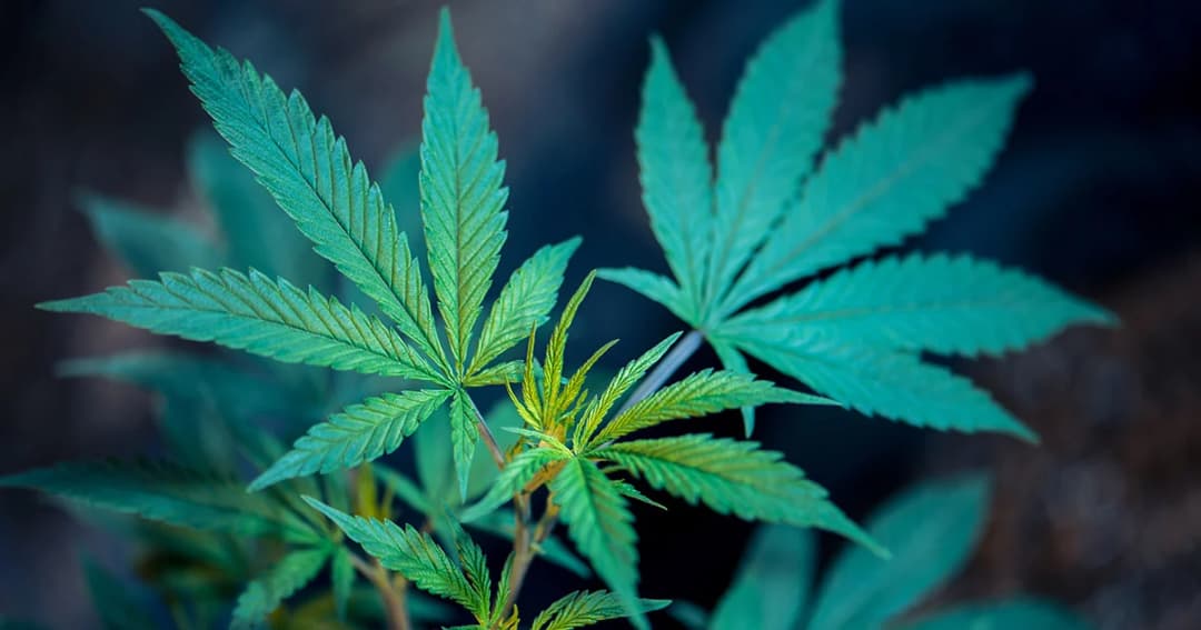 กรมการแพทย์ เดินหน้าอบรมใช้สารสกัดจากกัญชาทางการแพทย์ รุ่นแรก