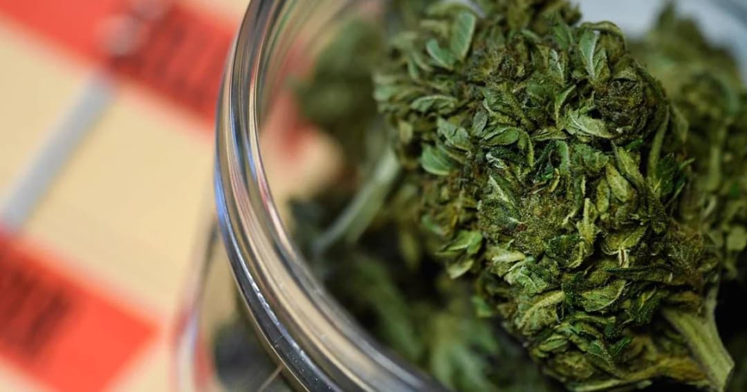 แพทย์ทางเลือกลุยใช้ประโยชน์ ‘กัญชา’ ในยาแผนไทย 16 ตำรับ