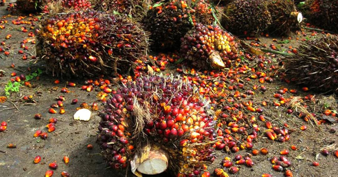 กระทรวงพาณิชย์ เร่งหาแนวทางแก้ไขปัญหา ราคาปาล์มตกต่ำ