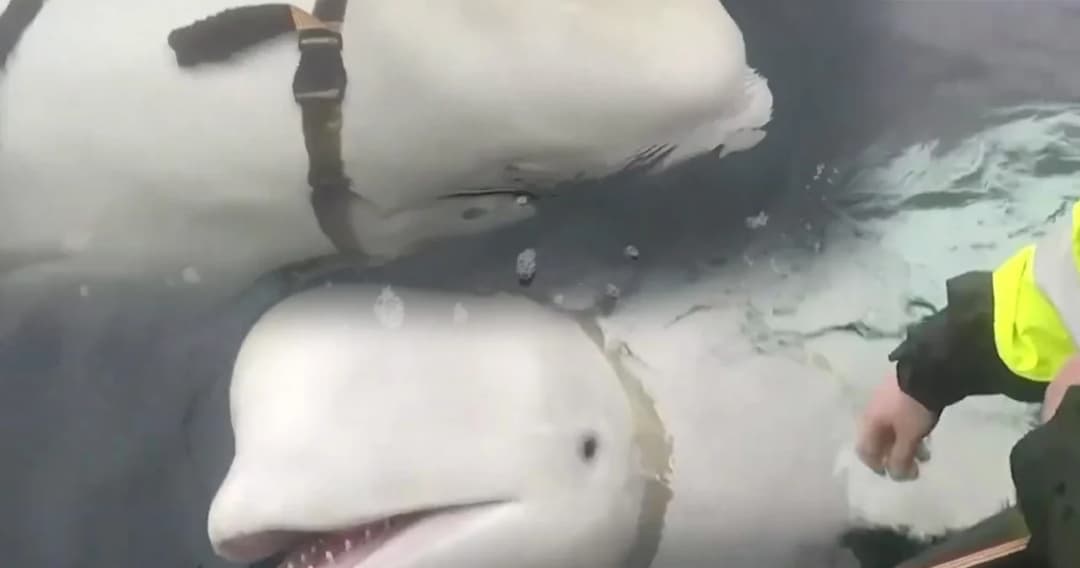 ชาวประมงนอร์เวย์ เจอวาฬต้องสงสัยเป็นสายลับรัสเซีย