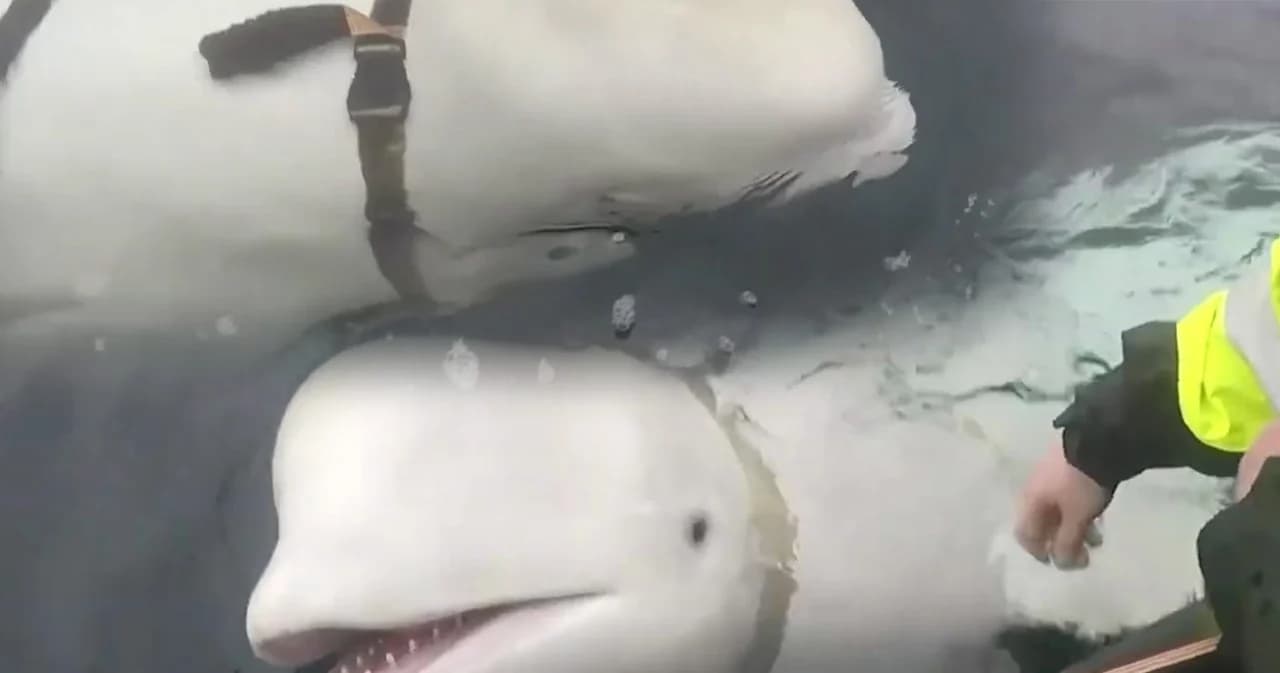 ชาวประมงนอร์เวย์ เจอวาฬต้องสงสัยเป็นสายลับรัสเซีย