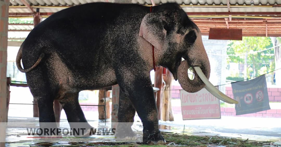 พลายเอกชัย เข้าข่ายช้างสำคัญ ตรงตามตำราคชลักษณ์ ใน รัชกาลที่ 10 (ตอนที่ 1)