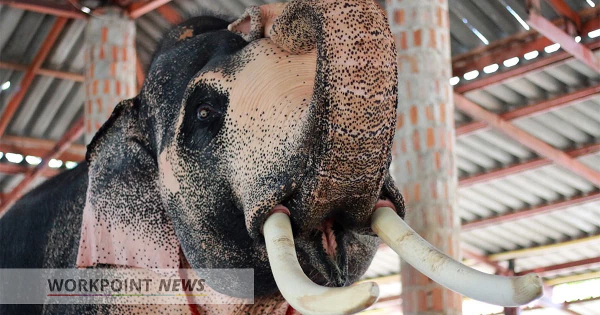 “พลายเอกชัย” จากช้างลากซุง สู่ช้างเผือก ตำราคชลักษณ์ (ตอนที่ 2)