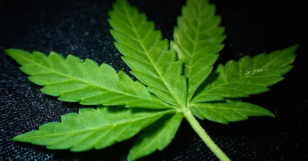 กรมการแพทย์ เผย ผู้เสพกัญชา มีความเสี่ยงเป็นโรคจิตเวช