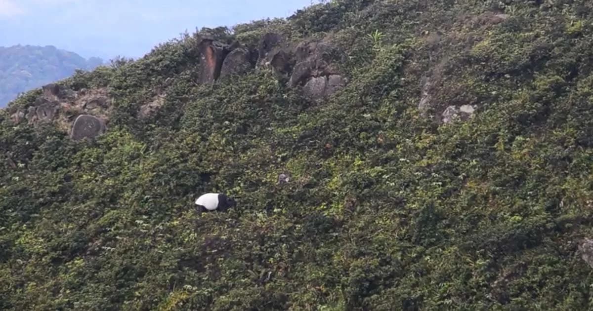 ผืนป่ายังสมบูรณ์พบ “สมเสร็จ” ออกมาเล็มยอดไม้ยามเช้า