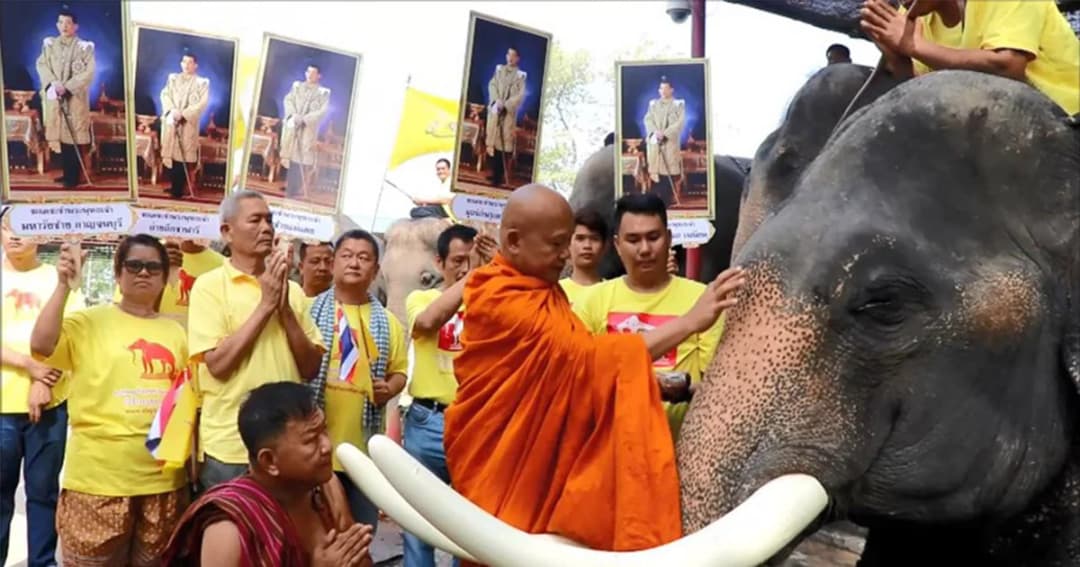 วังช้างอยุธยา แลเพนียด ทำพิธีเพื่อเป็นสิริมงคล ก่อนเดินขบวนเทิดพระเกียรติ 7 พ.ค.