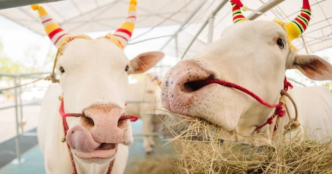 คัดเลือกพระโคเพิ่ม-พระโคพูล อายุ 9 ปี ใช้พระราชพิธีจรดพระนังคัลแรกนาขวัญ 2562