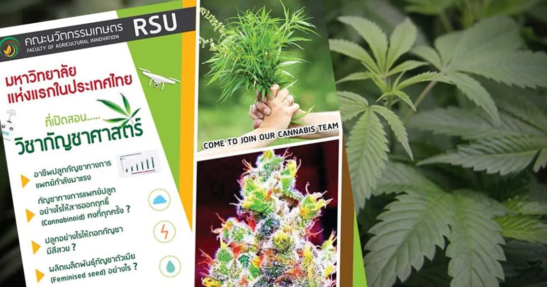 “กัญชา” มาแรง! ม.รังสิต เปิดสอนครบวงจรเน้นใช้ทางการแพทย์ แห่งแรกในไทย