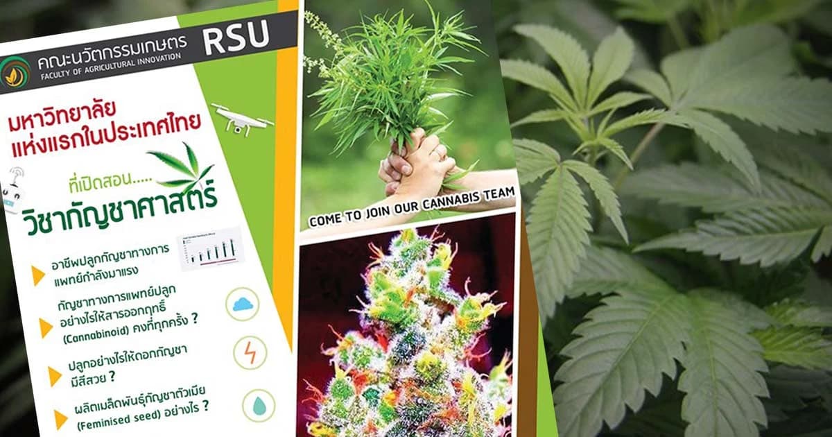 “กัญชา” มาแรง! ม.รังสิต เปิดสอนครบวงจรเน้นใช้ทางการแพทย์ แห่งแรกในไทย
