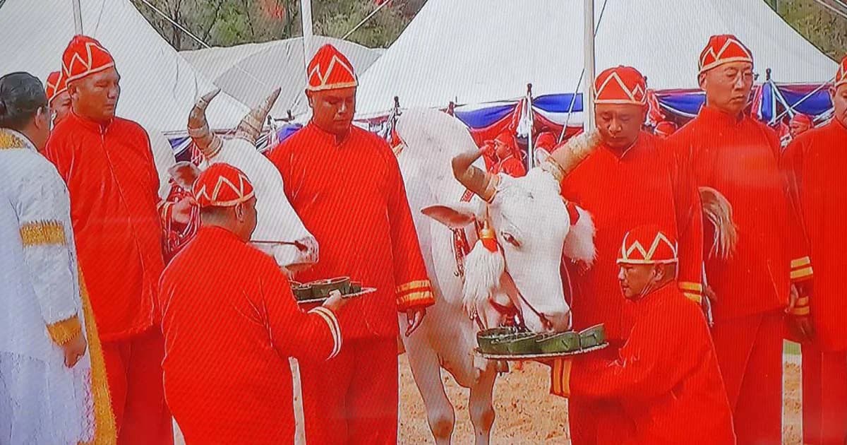 เสี่ยงทายพระโค แรกนาขวัญปี 2562 ทำนายว่าน้ำท่าจะบริบูรณ์พอสมควร