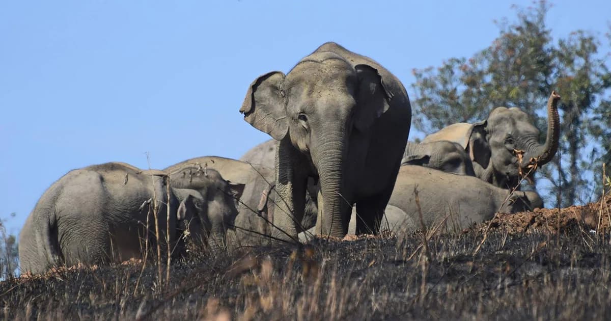กรมการค้าต่างประเทศ ปลดล็อกส่งออกช้าง “เพื่อวิจัย-เชื่อมไมตรี” คาดส่งออกได้กลางปี 62