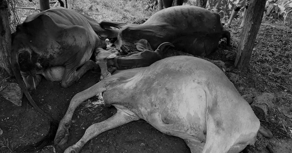 พายุฤดูร้อนถล่ม จ.เลย ฟ้าผ่าวัวตายคาคอก 4 ตัว เสียหาย 80,000 บาท