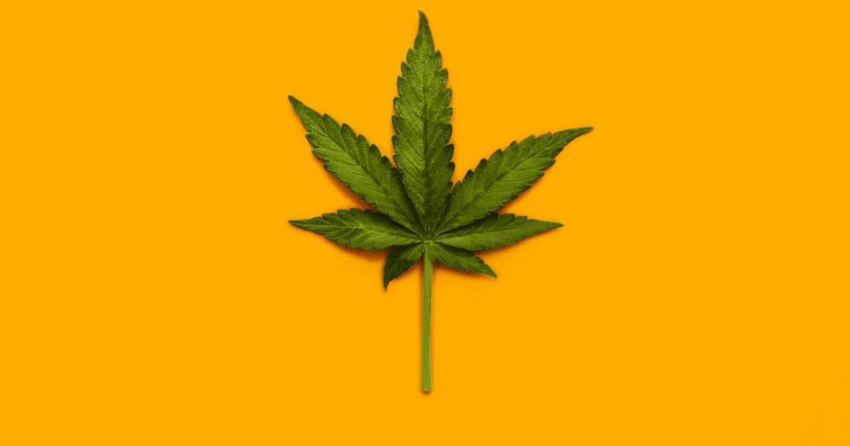 นิรโทษกรรม ‘กัญชา’ วันสุดท้าย 21 พ.ค.นี้ เปิดช่องทางพิเศษแจ้งได้ทั้งวันเสาร์และอาทิตย์