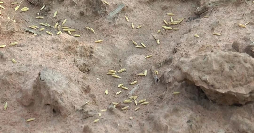 เสี่ยงหว่านข้าวไว้ก่อนแม้ไม่มีน้ำ หวังฝนตกมาทันเวลา