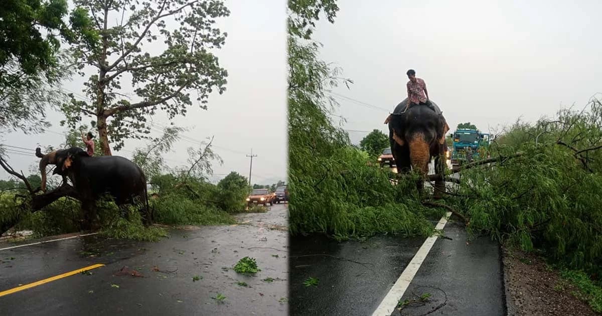 เปิดใจควาญช้าง “สีดอจารึก วัย 53 ปี” ฮีโร่เคลียร์ต้นไม้ล้มขวางถนน