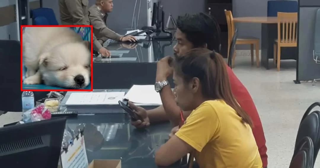 สาวร้องปศุสัตว์ ตรวจร้านขายลูกสุนัข หลังซื้อมาเลี้ยงแต่ป่วยติดเชื้อไวรัส