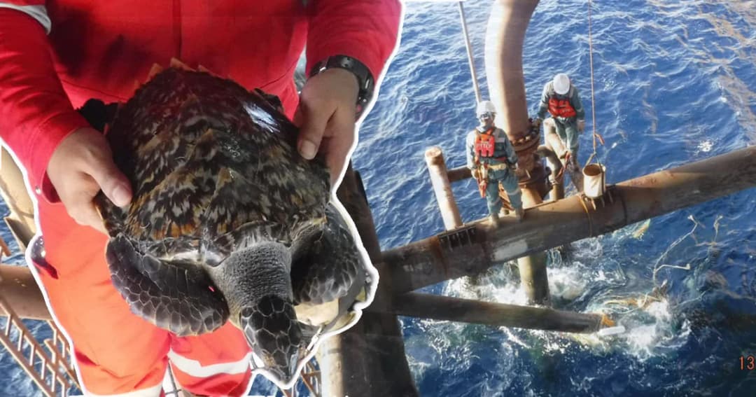 เปิดปฏิบัติการโรยตัวช่วย “เต่ากระ” ติดเศษอวนลอยติดแท่นขุดเจาะบงกชเหนือ จ.สงขลา