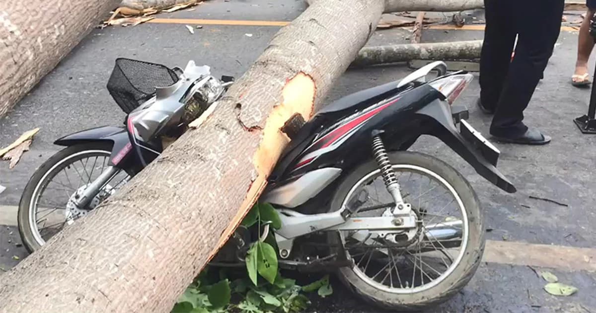 ต้นไม้ใหญ่ ล้มทับ จยย. ! พ่อสาหัส ลูกวัยขวบเศษ ดับคาที่