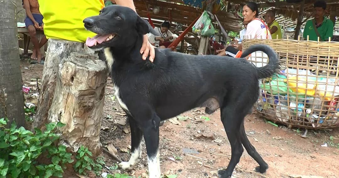 “เจ้าปิงปอง” สุนัขฮีโร่ ช่วยทารก ที่ถูกฝังดินทั้งเป็น