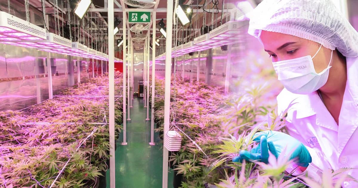 กัญชาเมดิคัลเกรด “ออกดอกแล้ว” อภ.เตรียมทดสอบน้ำมันกัญชากับผู้ป่วย ก.ค.นี้