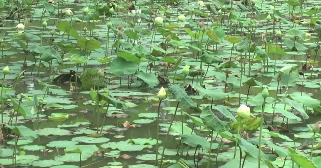 ขอนแก่น แล้งจัดกระทบนาบัว “ดอกบัว” ออกน้อยไม่พอขายวันวิสาขบูชา