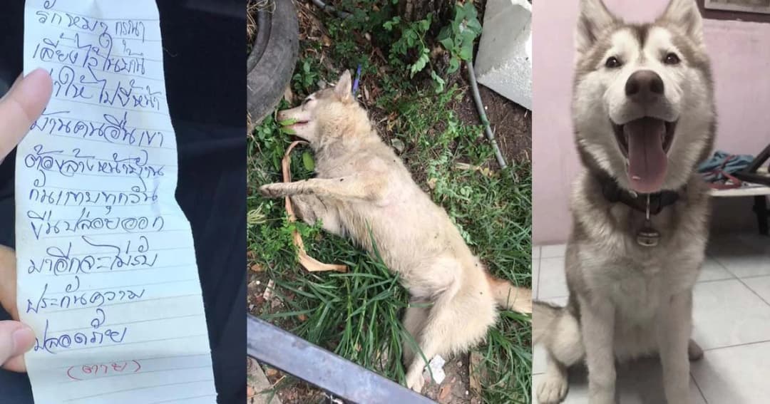 ไซบีเรียน 7 เดือนตายปริศนาคล้ายถูกวางยาเบื่อ พร้อมจดหมายฉุน “หมาขี้หน้าบ้าน”