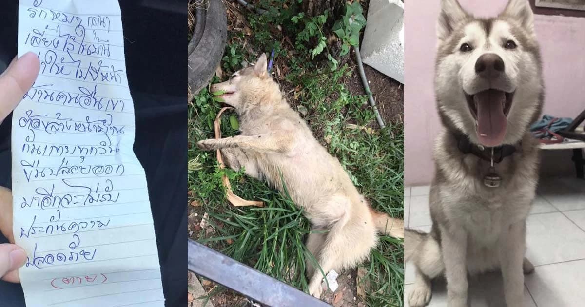 ไซบีเรียน 7 เดือนตายปริศนาคล้ายถูกวางยาเบื่อ พร้อมจดหมายฉุน “หมาขี้หน้าบ้าน”