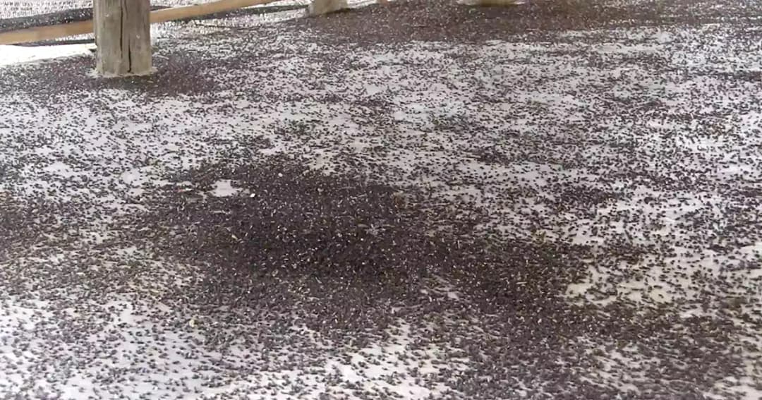 ราชบุรีเดือดร้อนหนัก! แมลงปีกแข็งนับล้านบุก ขนของนอนนอกบ้าน