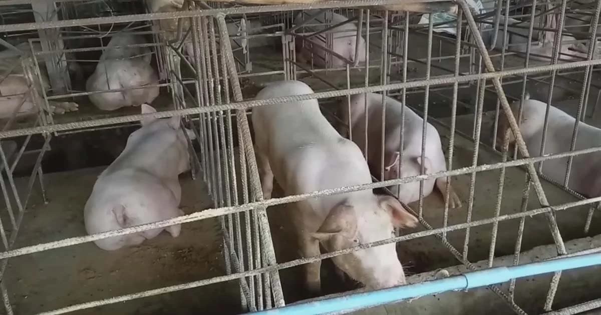 เจ้าของกาฬสินธุ์เข่าทรุด! โจรแสบขโมย “แม่พันธุ์หมู” ยกคอก