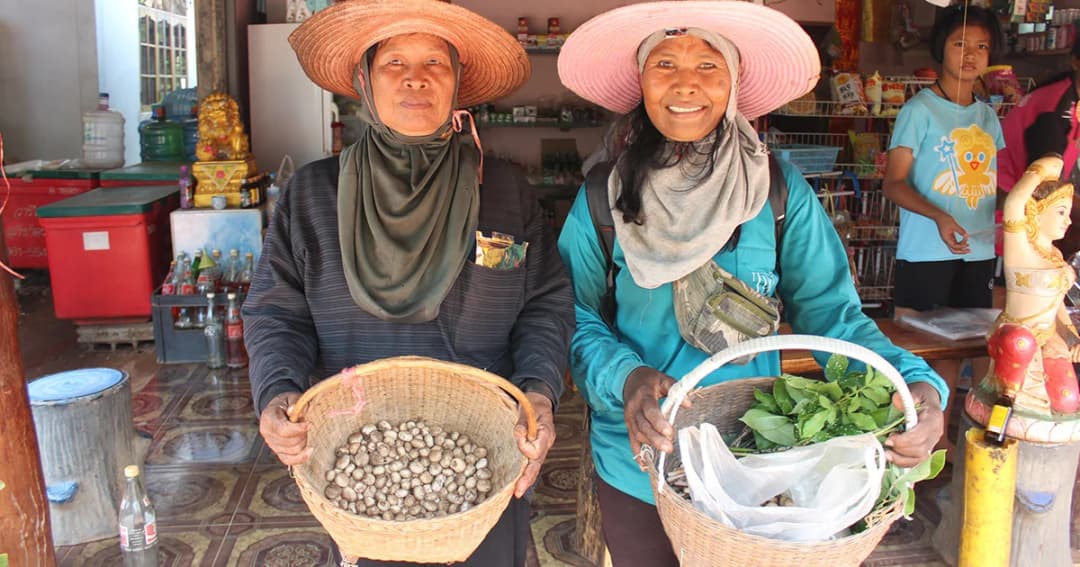 อาชีพเสริมรับหน้าฝน! ชาวโคราชพากันเก็บเห็ดเผาะขายสร้างรายได้หลักพันต่อวัน