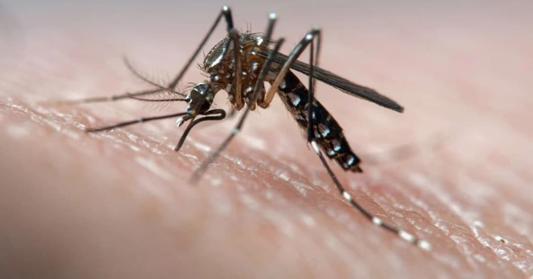 กรมควบคุมโรคเตือน ‘โรคไข้เลือดออก’ ฤดูฝน พบผู้ป่วยกว่า 2 หมื่นราย เสียชีวิตแล้ว 25 ราย