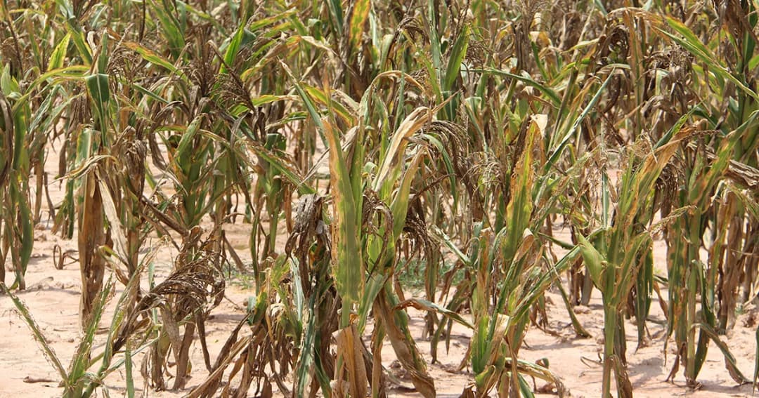 ทุ่งหลวงขาดน้ำทิ้งข้าวโพดแห้งตาย เกษตรกรราชบุรีเสียหายหนัก