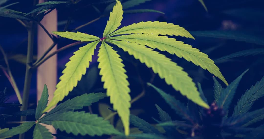 ครม.เห็นชอบร่างกฎหมายการขอผลิต-จำหน่ายกัญชา