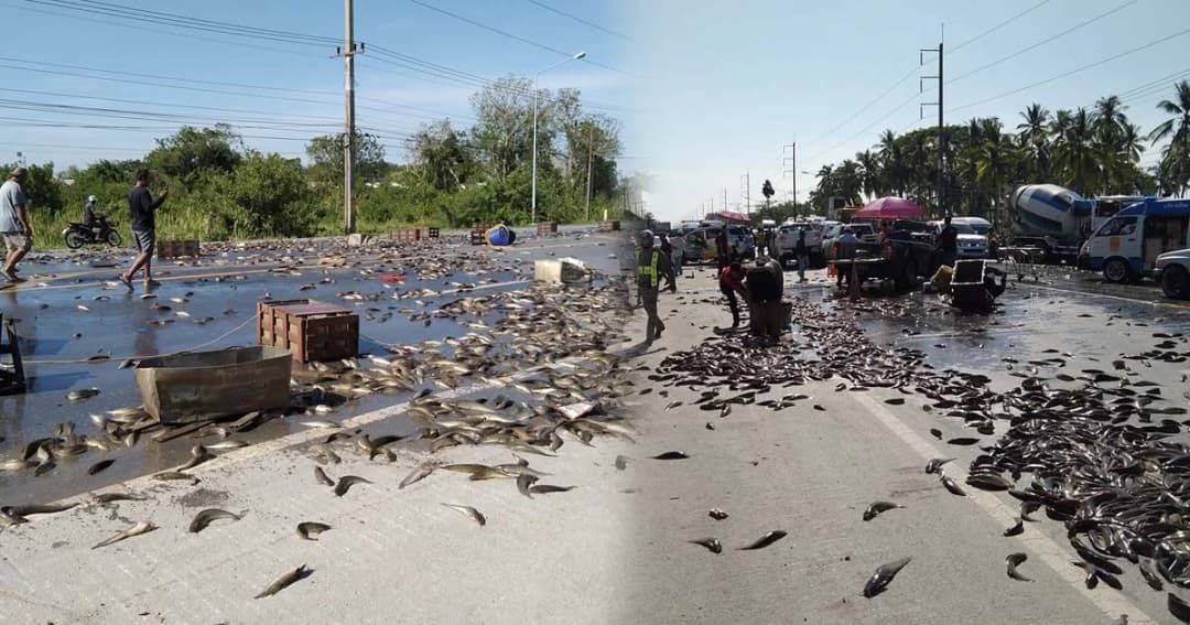 อุบัติเหตุหมู่ตาย 1 เจ็บ 9 “รถขนปลาดุก 1.5 ตันเทกระจาด” คนเมืองคอนช่วยเก็บคืนเจ้าของ