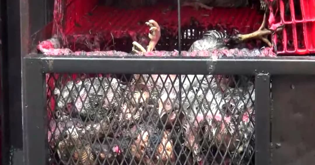 ไฟไหม้รถพ่วงไก่ถูกไฟคลอกตายร่วม 200 ตัว