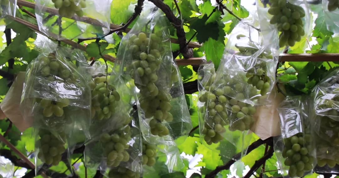 ชาวพิษณุโลกไอเดียเก๋ ปลูกองุ่นเป็นซุ้มบังแดดแถมกินได้ไร้สารพิษ