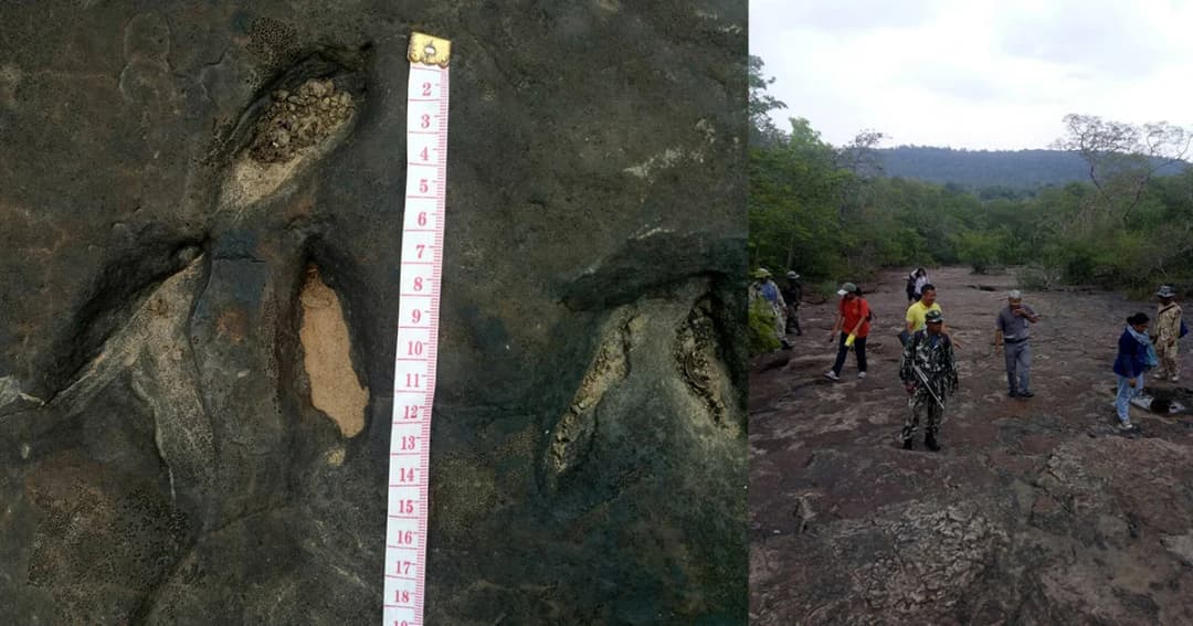 พบรอยเท้าไดโนเสาร์ “เทอโรพอต” อายุ 140 ล้านปี บนอุทยานแห่งชาติภูผาเหล็ก