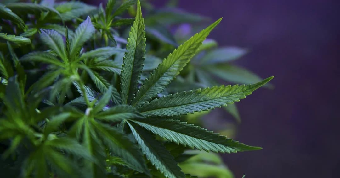 แพทย์เตือน น้ำมันกัญชาไม่ได้รักษาทุกโรค หลังพบคนป่วยใช้เกินขนาดจนประสาทหลอน