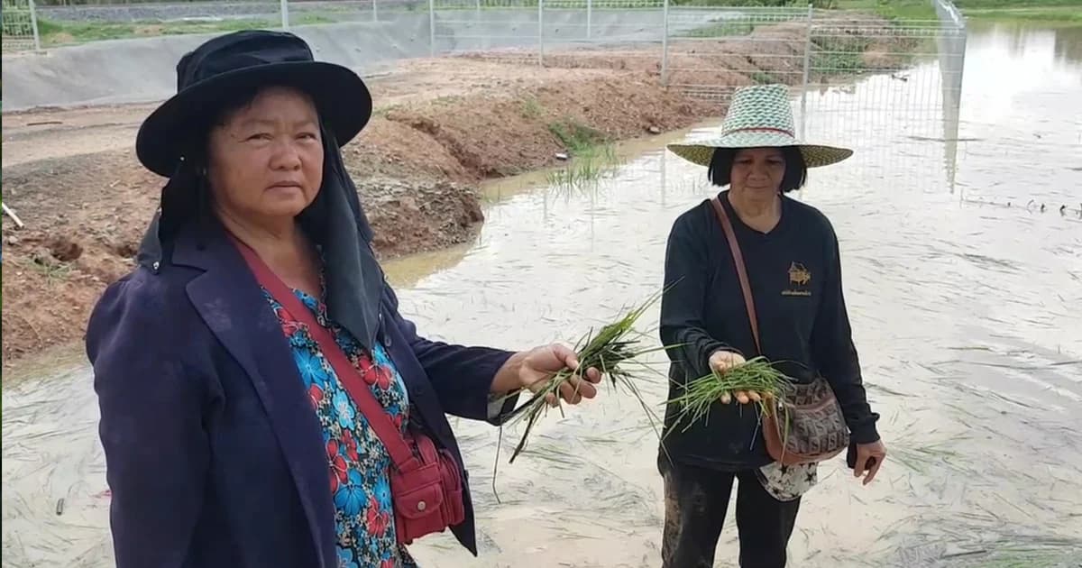 ชาวนาโคราช ร้อง ก่อสร้างรถไฟปิดทางระบายน้ำ ฝนตก ทำน้ำท่วมนาเสียหาย