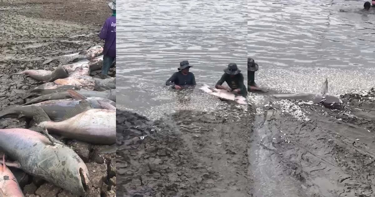 คลิปชาวบ้านแห่จับปลาบึก อ่างแม่กำปอง จ.แพร่ น้ำเหือดแห้งที่สุดในรอบ 50 ปี