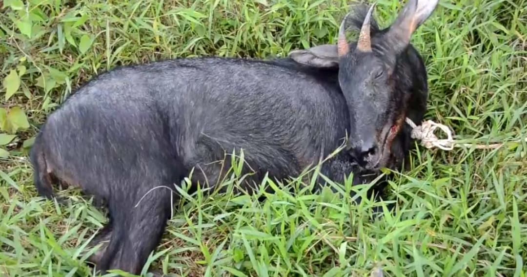 ชุมพร ช่วยชีวิต “เลียงผา” ดิ้นหนีตกจากรถกระบะเคลื่อนย้ายผิดกฎหมาย