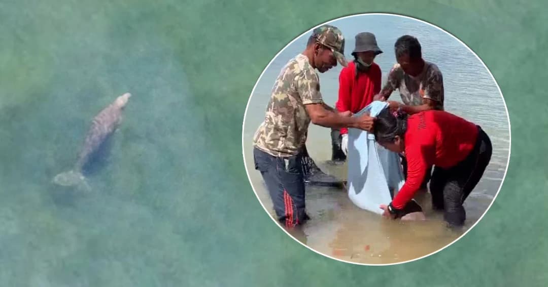 ครั้งแรกของไทย ‘อนุบาลลูกพะยูน’ กลางทะเลเกาะลิบง จ.ตรัง