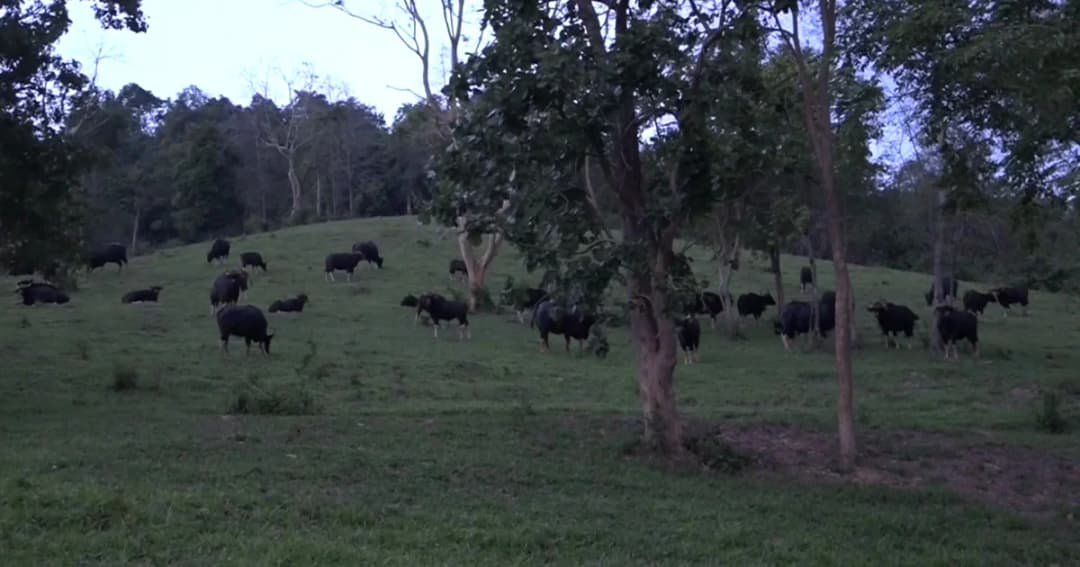 ตื่นตา “กระทิงป่า” ฝูงใหญ่กว่า 200 ตัว อวดโฉมเขาแผงม้า วังน้ำเขียว ระยะใกล้นักท่องเที่ยว