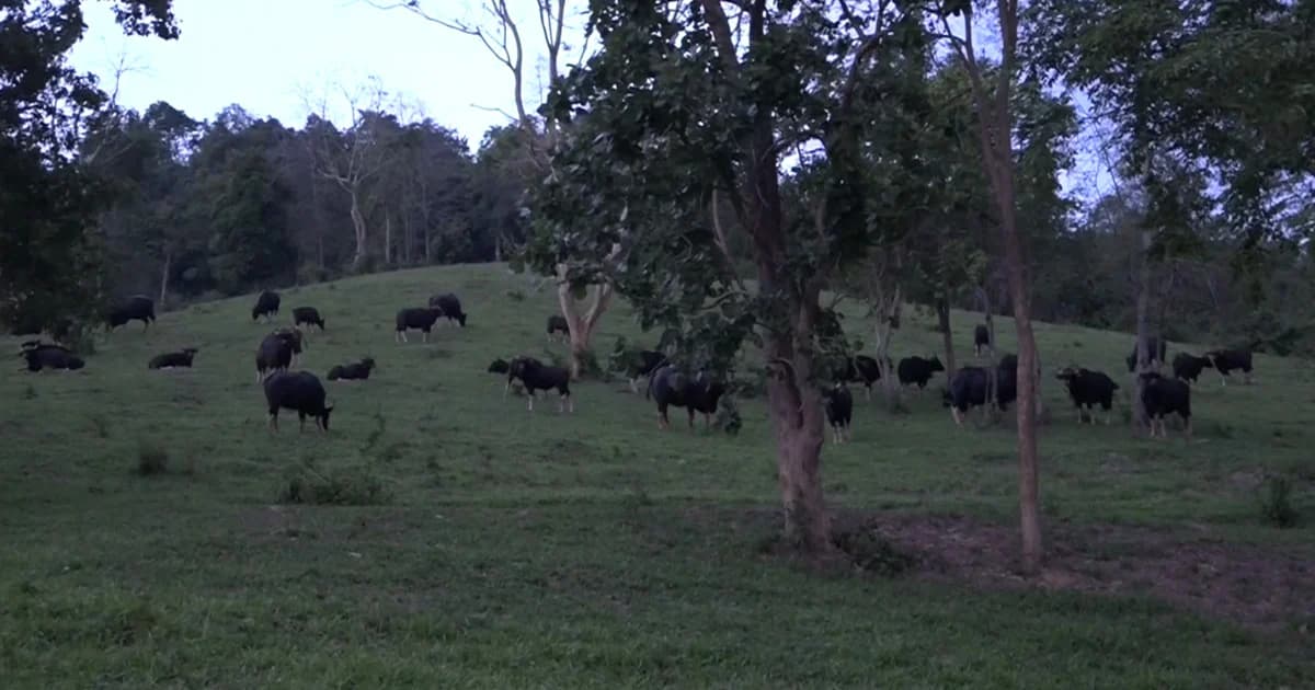 ตื่นตา “กระทิงป่า” ฝูงใหญ่กว่า 200 ตัว อวดโฉมเขาแผงม้า วังน้ำเขียว ระยะใกล้นักท่องเที่ยว