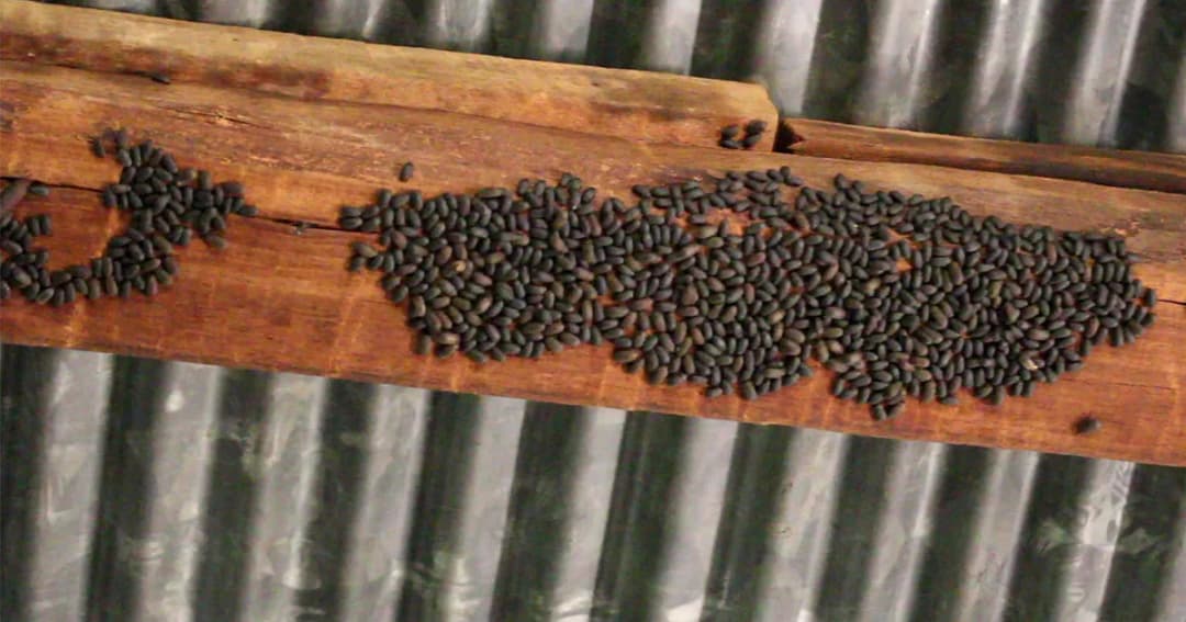 จะอยู่ได้อย่างไร ชาวบ้านโอด ‘แมลงปีกแข็ง’ บุกบ้านจนไม่กล้าอยู่อาศัย