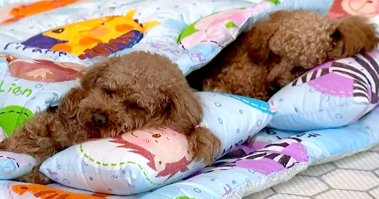 ชาวเกาหลีใต้ แห่ส่ง น้องหมา เข้า “โรงเรียนอนุบาล”